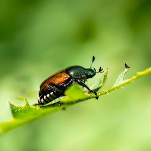 Eric Bouchard/Shutterstock