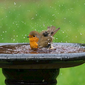 Gillian Pullinger/Shutterstock