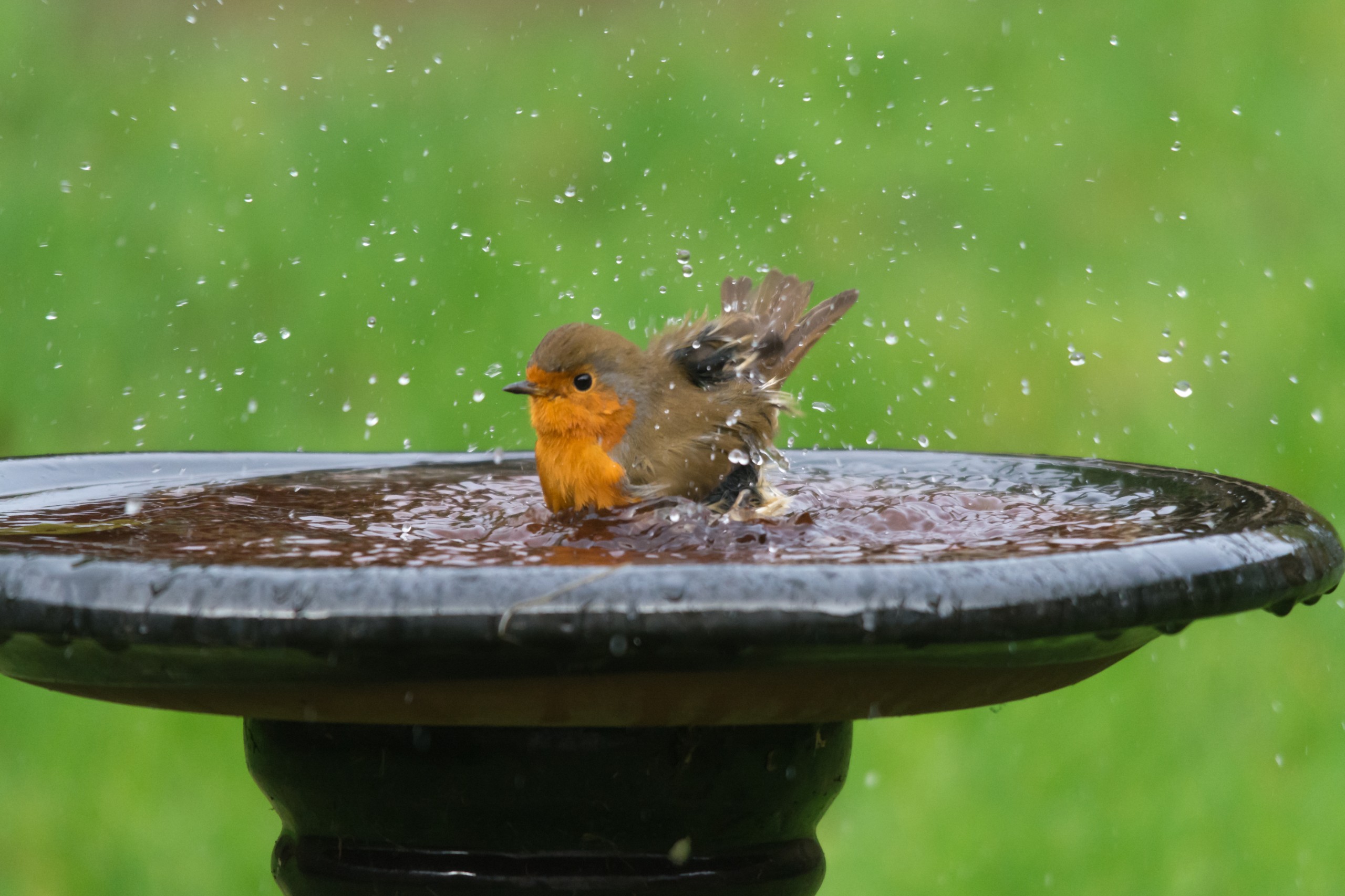 Gillian Pullinger/Shutterstock