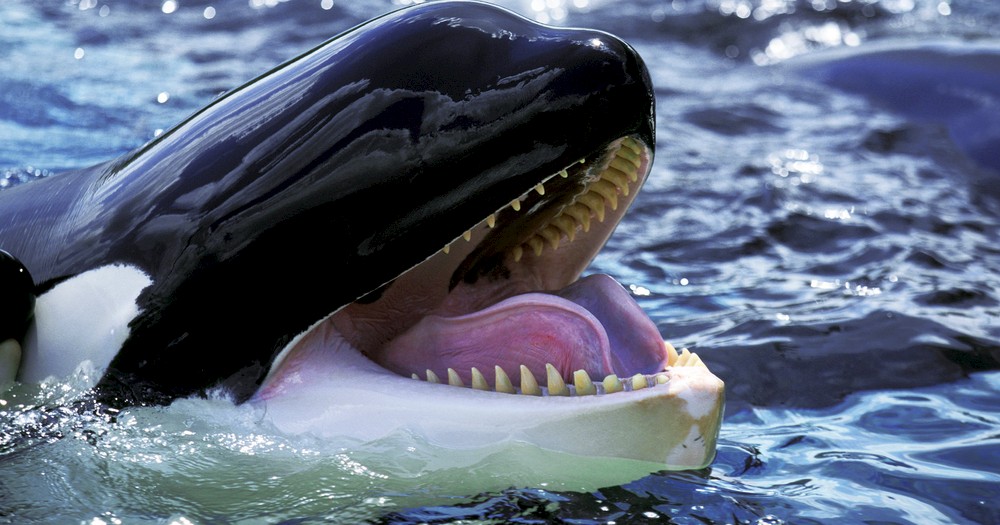 slowmotiongli/Shutterstock
