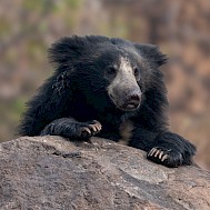 Banu R/Shutterstock