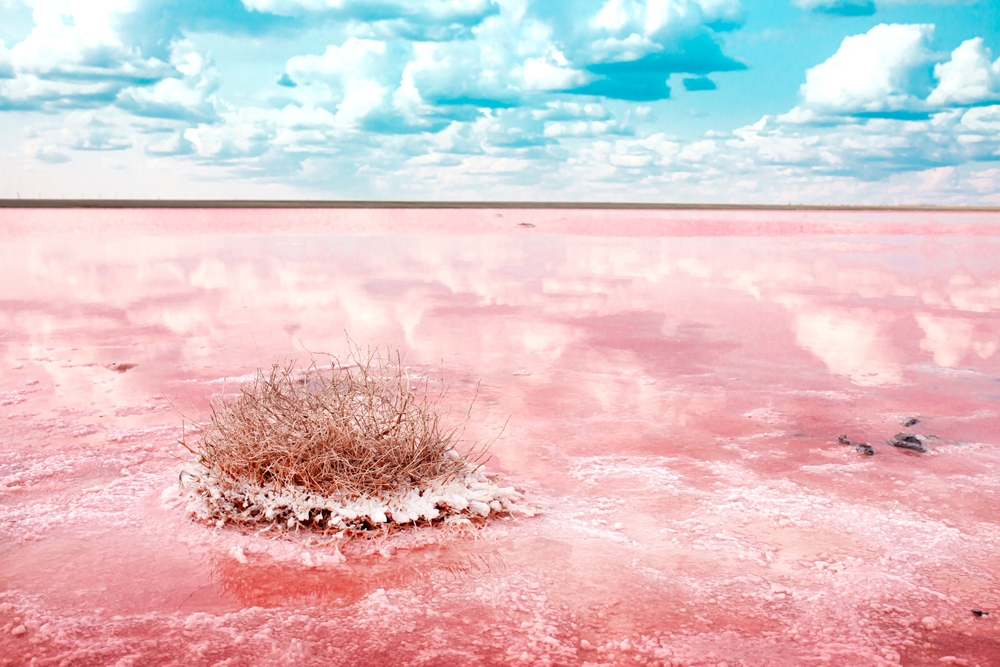 Vera Larina/Shutterstock