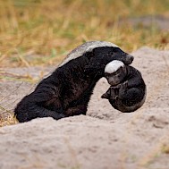 Ondrej Prosicky/Shutterstock