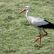 Photo by Jos van der Deure on Unsplash