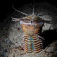 scubaluna/Shutterstock