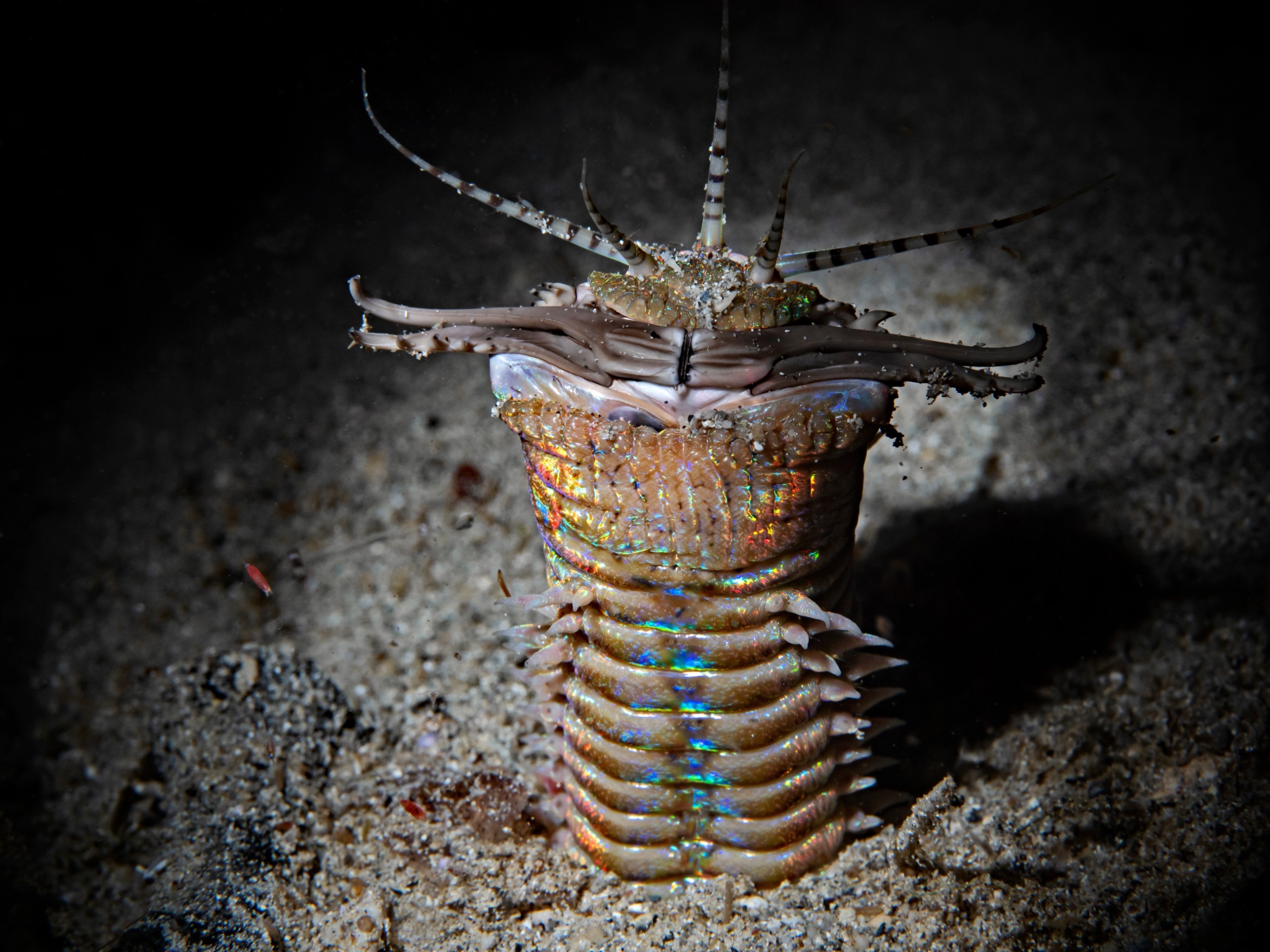scubaluna/Shutterstock