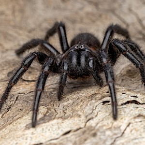 Ken Griffiths/Shutterstock