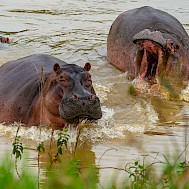Andrea Izzotti/Shutterstock