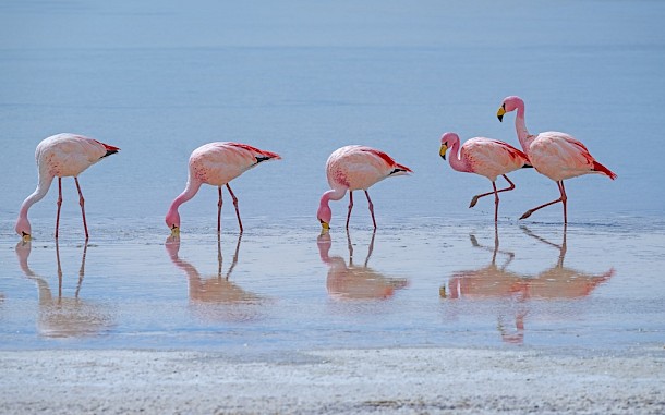 Wildnerdpix/Shutterstock