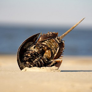Volodymyr TVERDOKHLIB/Shutterstock
