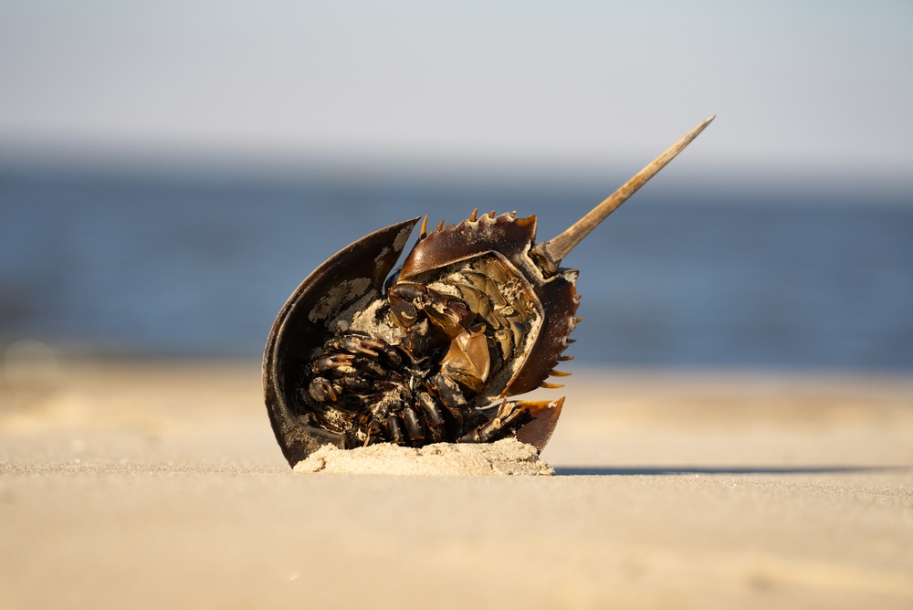 Volodymyr TVERDOKHLIB/Shutterstock