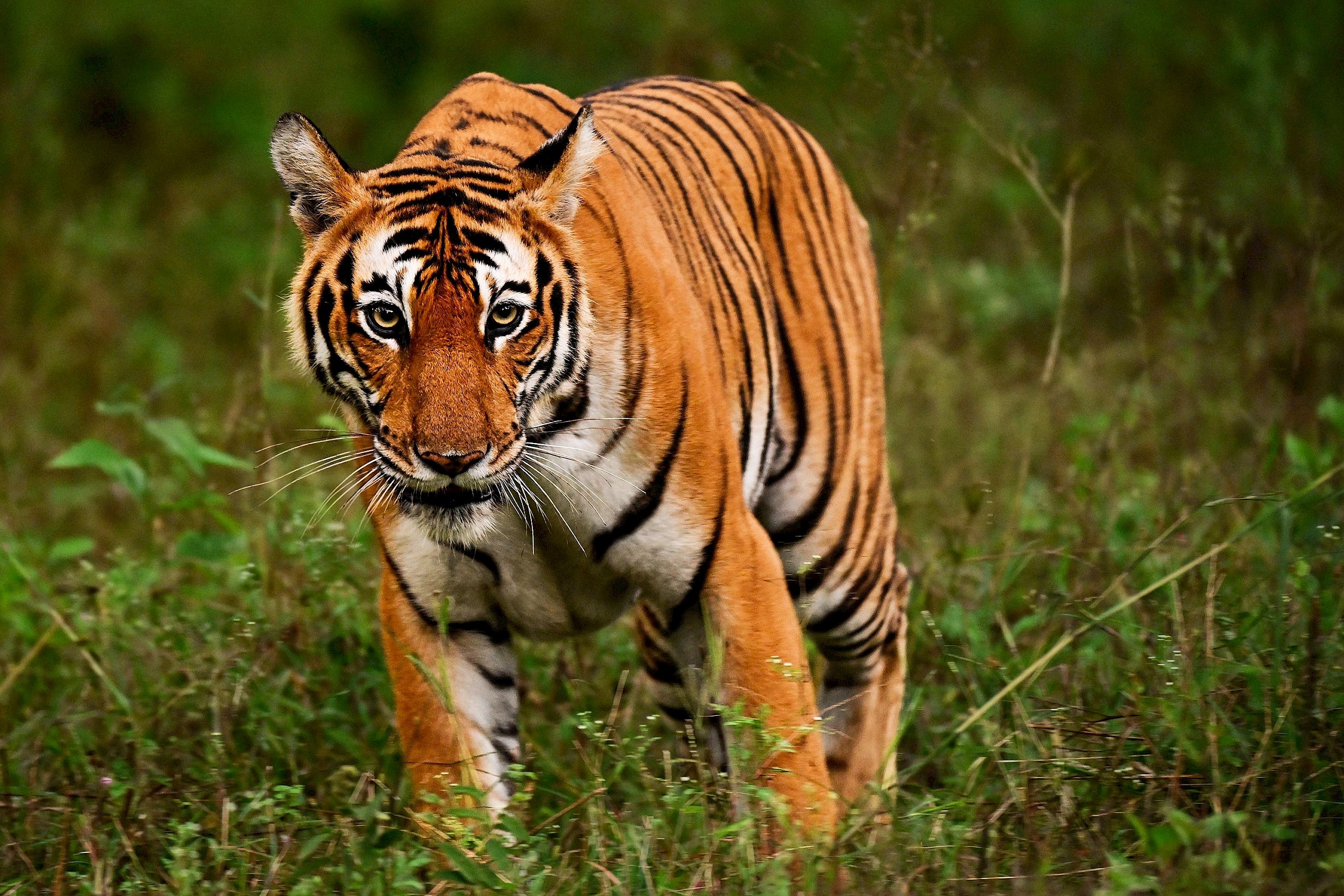 436 emberrel végzett a tigris, még a hadsereget is bevetették ellene