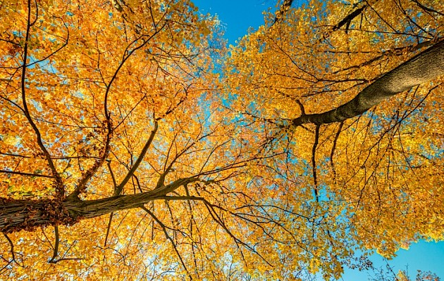 icemanphotos / Shutterstock