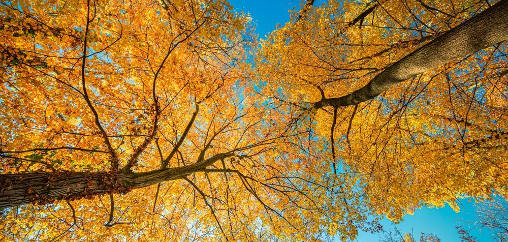 icemanphotos / Shutterstock