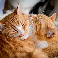 lhoesti/Shutterstock