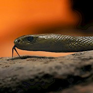 Karel Bartik/Shutterstock