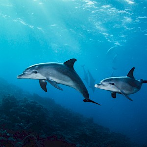 alekss-sp/Shutterstock