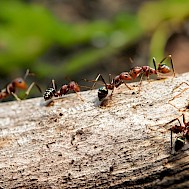 Abudzaky / Shutterstock