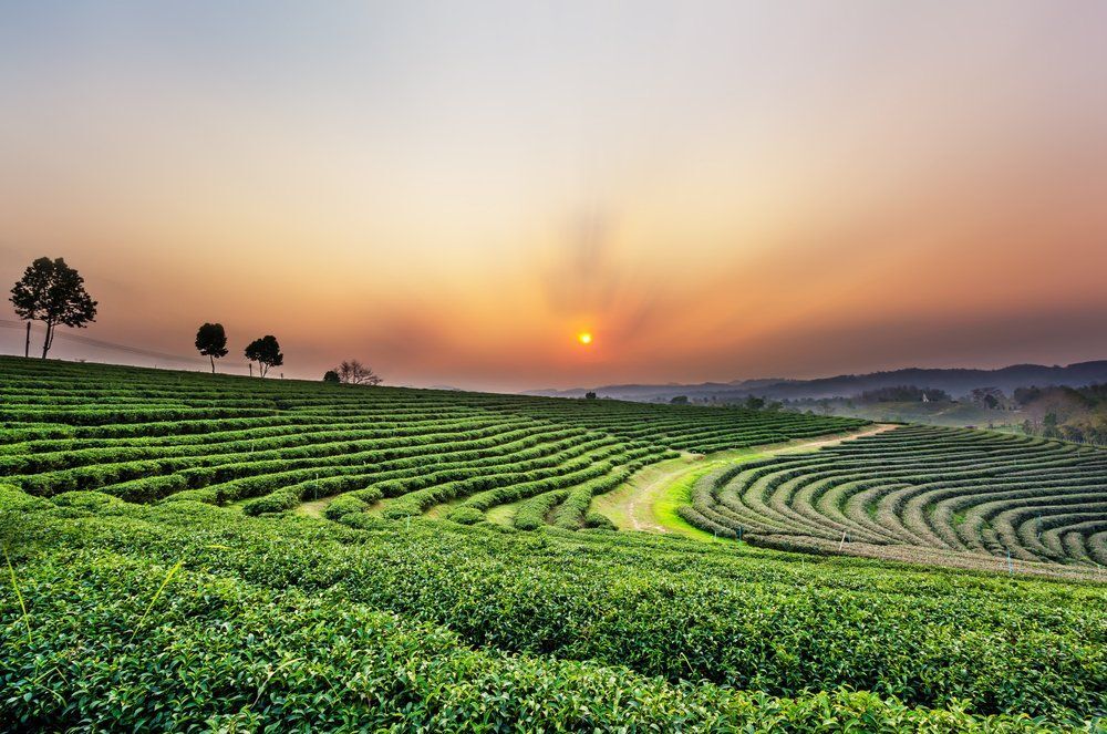 Fotó: Shutterstock
