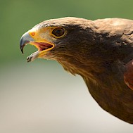 Fot&oacute;: Shutterstock