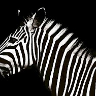 Photo by redcharlie on Unsplash