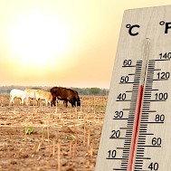 Fot&oacute;: Shutterstock