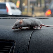 Fot&oacute;: Shutterstock