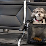 Fot&oacute;: Shutterstock