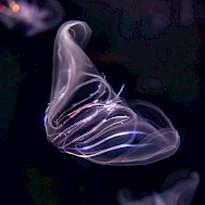 Fot&oacute;: Shutterstock