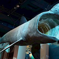 Fot&oacute;: Shutterstock