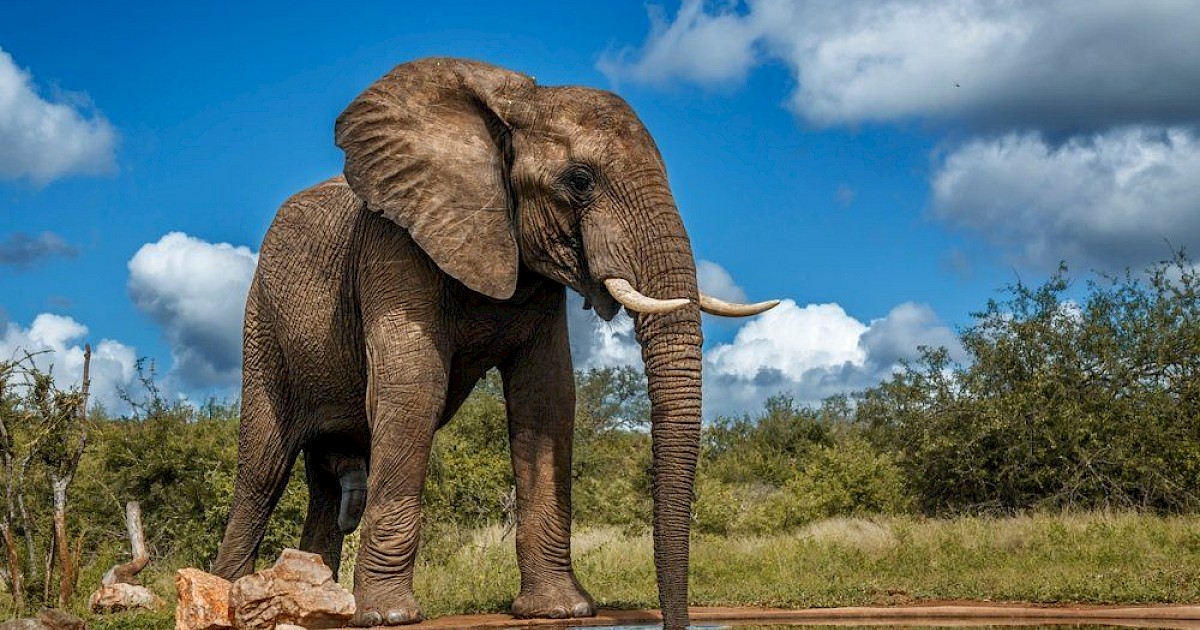 Elefant Net 40 év után végre szabadon engedtek egy állatkerti elefántot - Hamu és ...