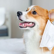 Fot&oacute;: Shutterstock 