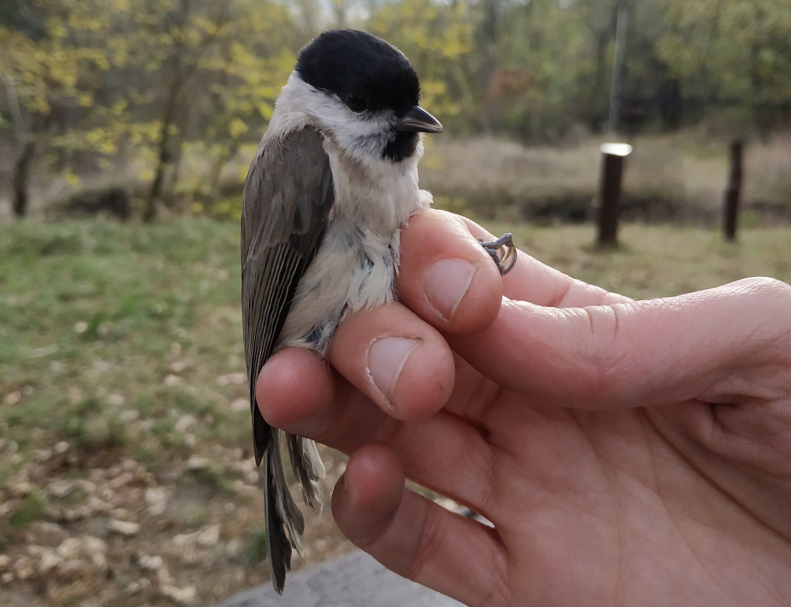 Fotó: Karlné Mentráth Réka / Pilis Len Látogatóközpont