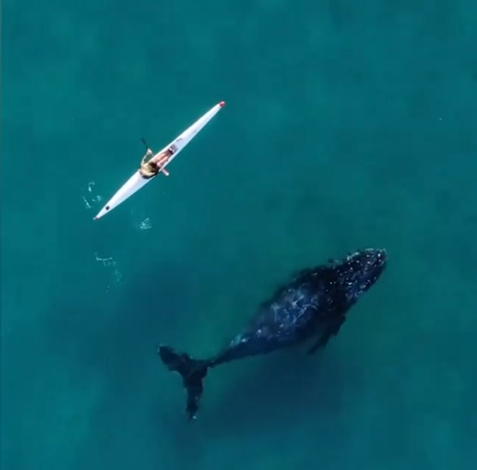 @dronesharkapp/Reuters/YouTube