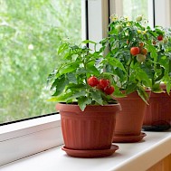 Fot&oacute;:  Shutterstock