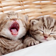 Fot&oacute;: Shutterstock