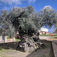 Forr&aacute;s: Wikimedia Commons