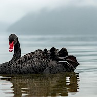Fotó: Shutterstock
