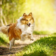 Fot&oacute;: Shutterstock