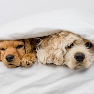 Fot&oacute;: Shutterstock