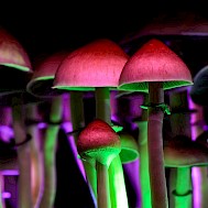 Fot&oacute;: Shutterstock