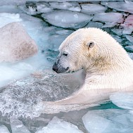 Fot&oacute;: Yomex Owo / unsplash