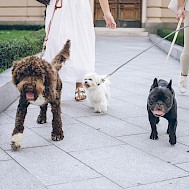 Fot&oacute;: FLOUFFY / unsplash