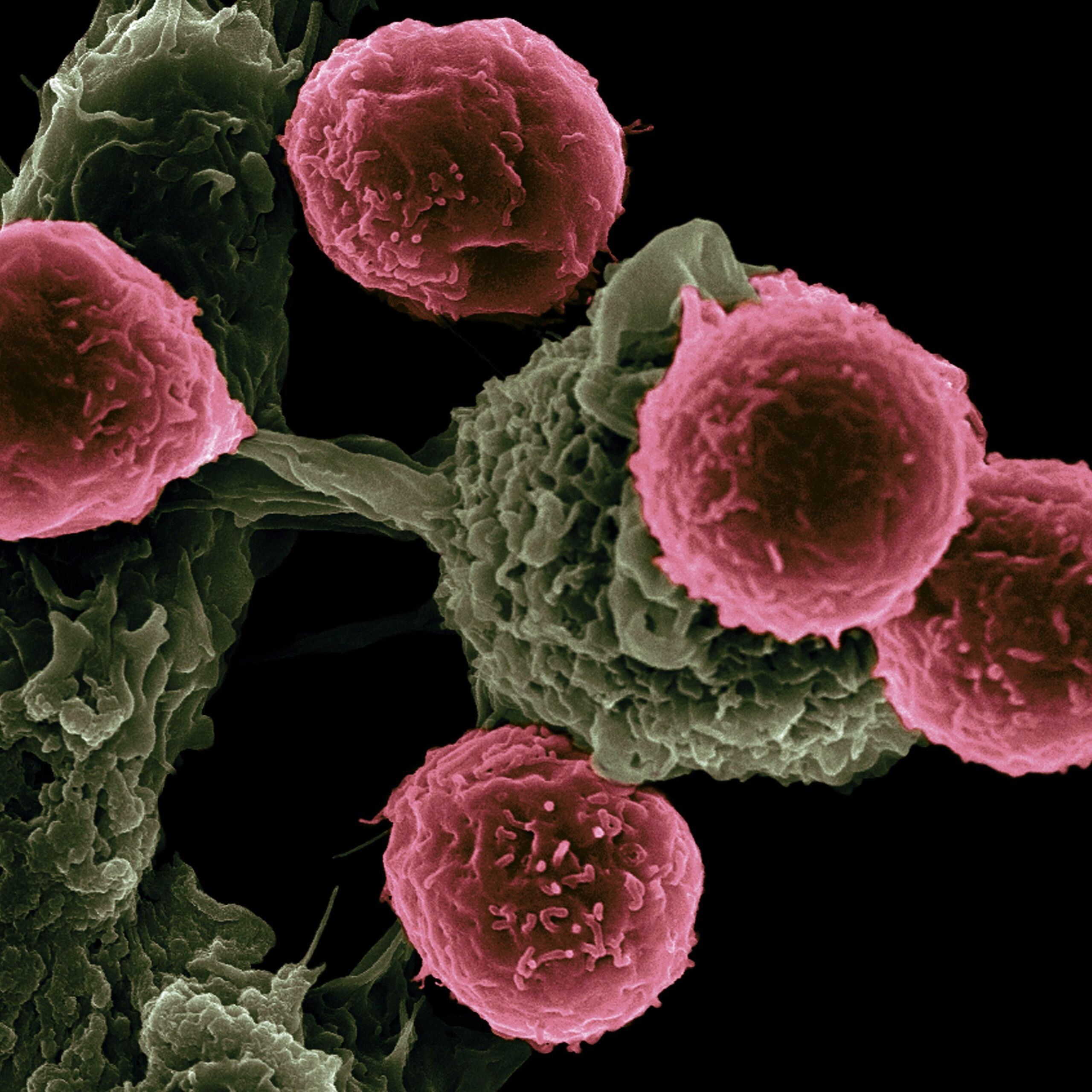  Unsplash/National Cancer Institute