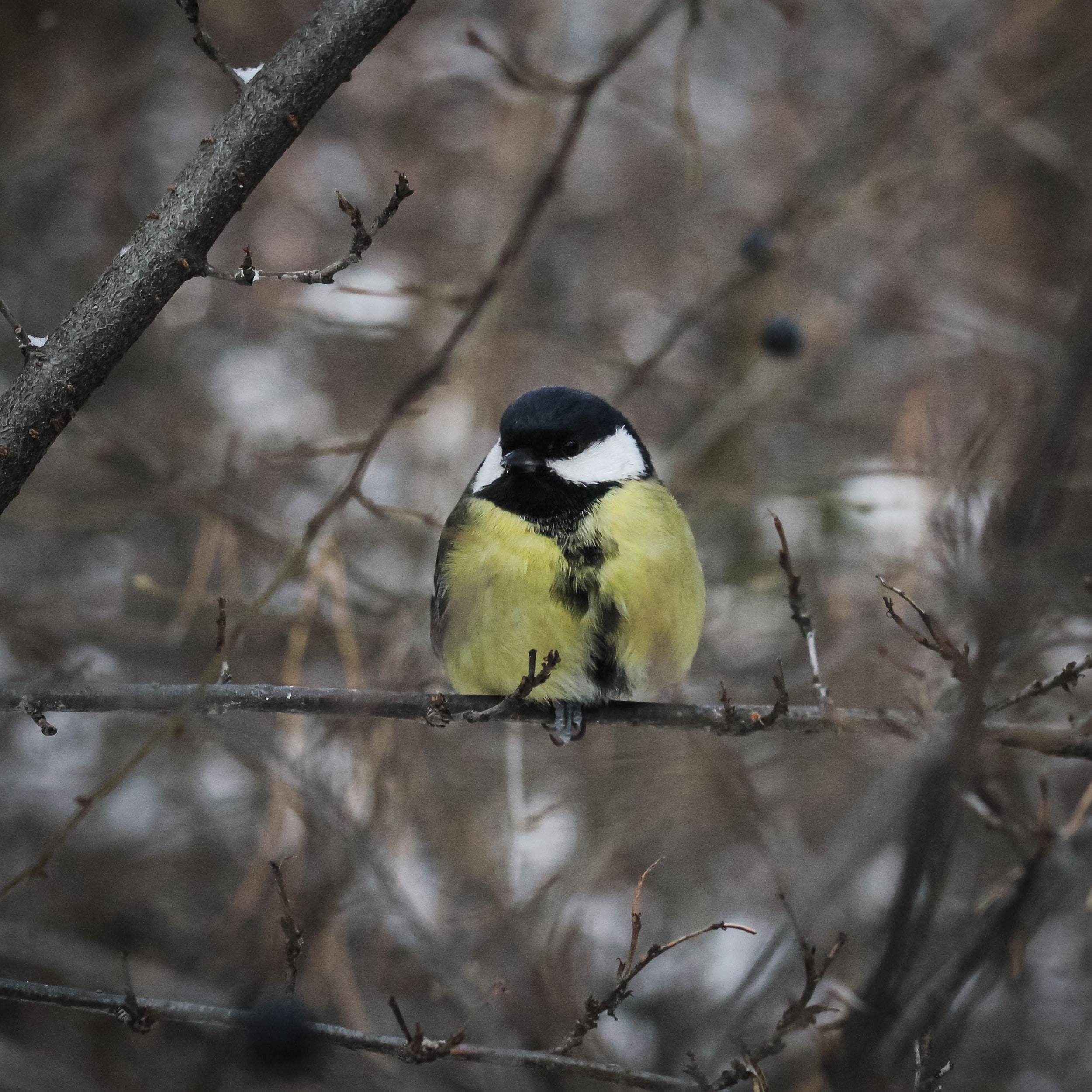 Unsplash/Nadezhda Shimalina