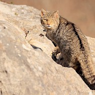 Fot&oacute;: Shutterstock