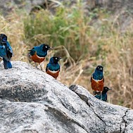 Fot&oacute;: Albert Schweitzer/Shutterstock