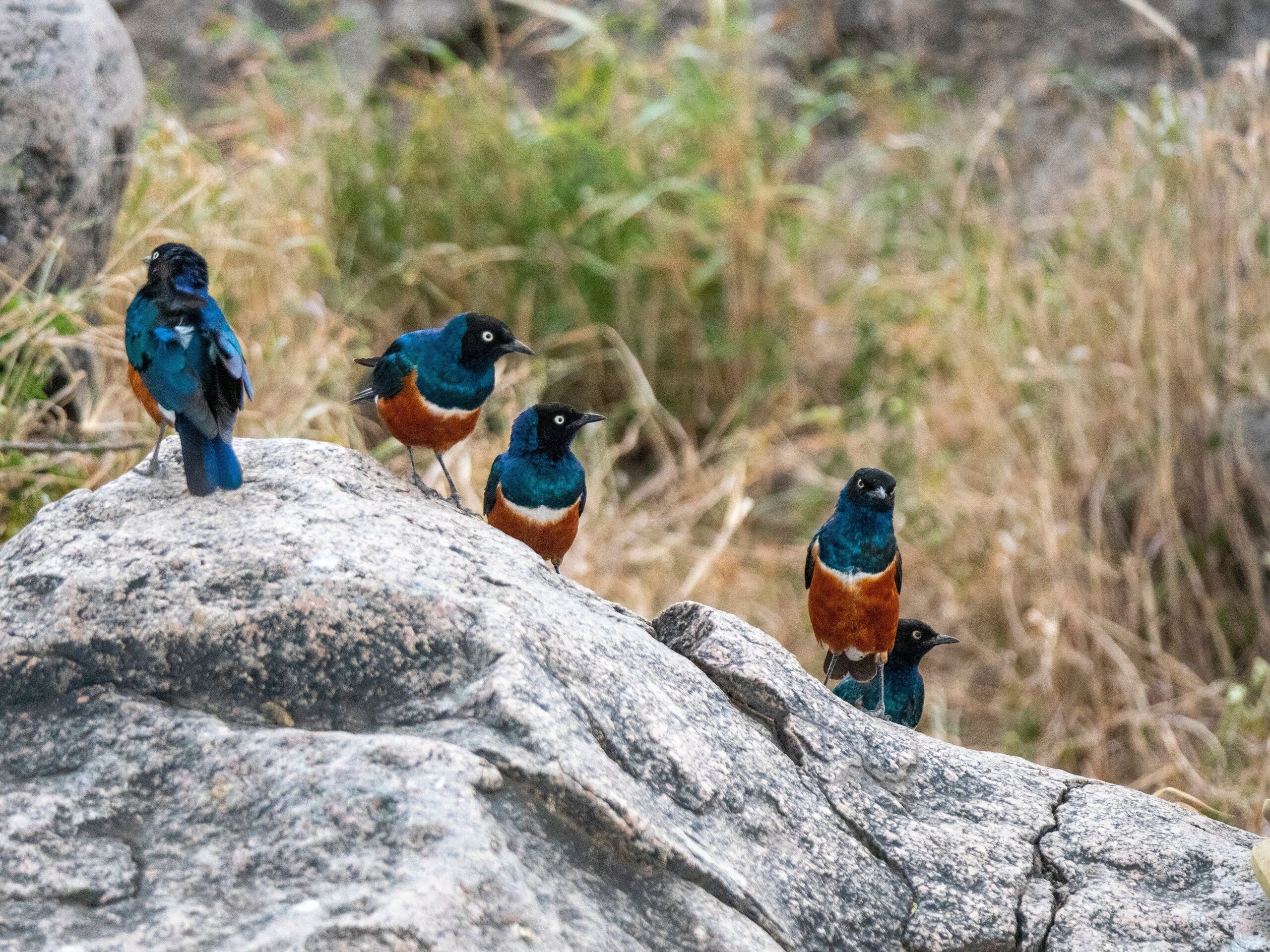 Fotó: Albert Schweitzer/Shutterstock