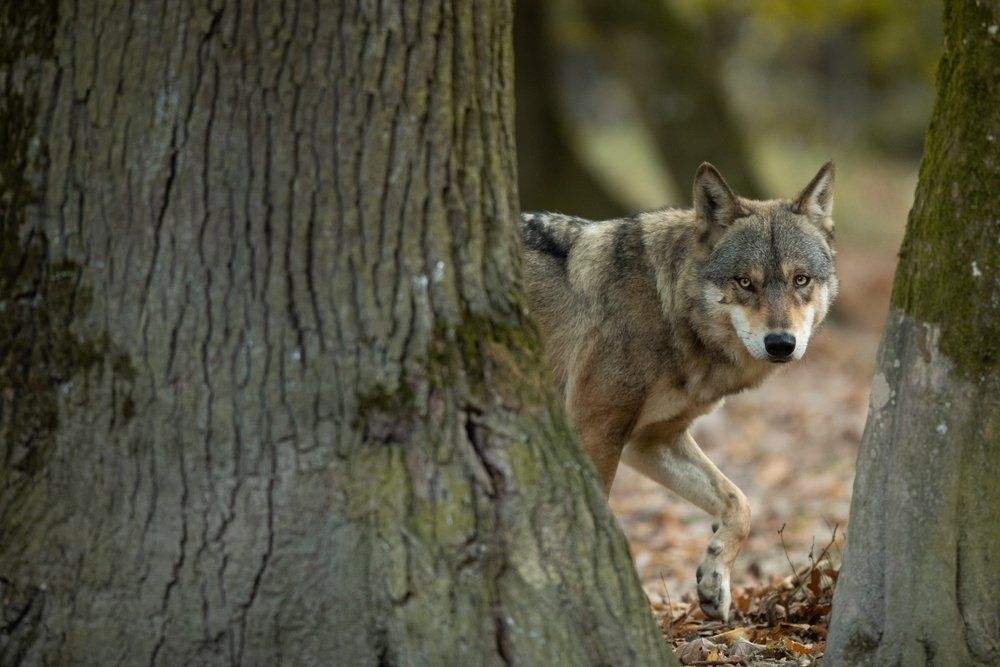 Fotó:AB Photographie/Shutterstock
