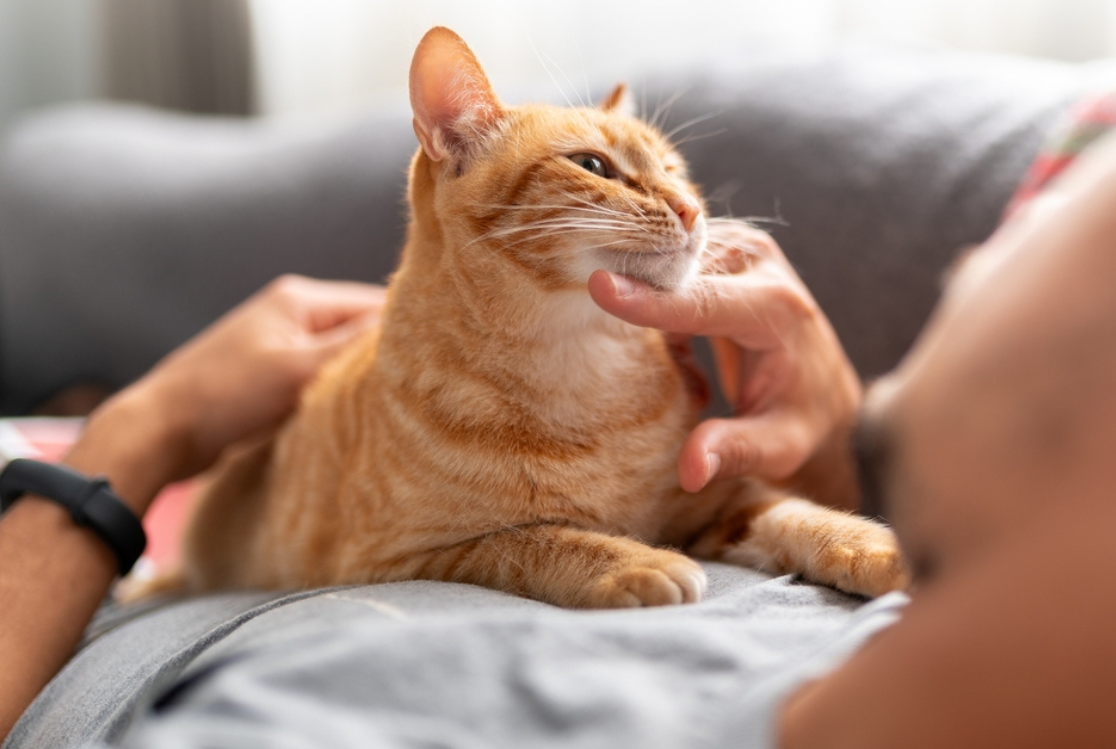 Magui RF/Shutterstock